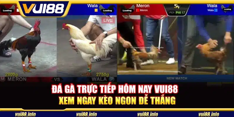Đá gà trực tiếp hôm nay Vui88 - Xem ngay kèo ngon dễ thắng