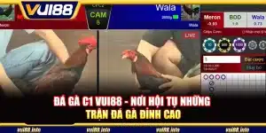 Đá gà C1 Vui88 - Nơi hội tụ những trận đá gà đỉnh cao